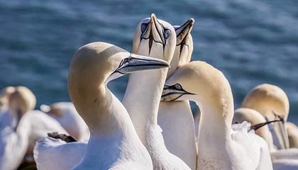 世界杯客户端安装包-前裁判谈罗马红牌：当时韦斯利没对迪奥犯规，有身体接触的是伦施