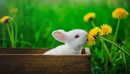 世界杯高清直播软件官网下载入口-当年某某药酒真的抓了谭秦东，但这次西贝不可能抓罗永浩